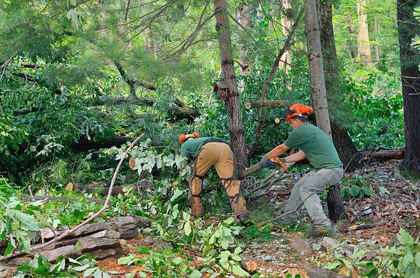 Best Tree Branch Trimming  in North Bend, WA